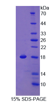 Recombinant Response Gene To Complement 32 (RGC32)
