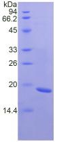 Recombinant Fibronectin Type III Domain Containing Protein 5 (FNDC5)