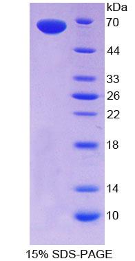 Recombinant C-Type Lectin Domain Family 11, Member A (CLEC11A)