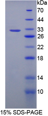 Recombinant Leucine Rich Repeat Containing Protein 32 (LRRC32)