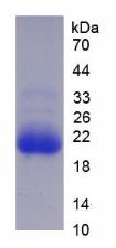 Recombinant Cytochrome P450 3A7 (CYP3A7)