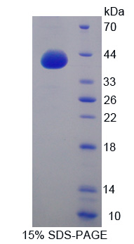 Recombinant G Protein Gamma 8 (GNg8)