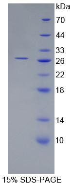 Recombinant ADP Ribosylation Factor Like Protein 15 (ARL15)