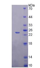 Recombinant Mab21 Domain Containing Protein 1 (MB21D1)