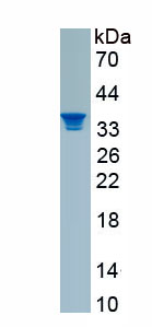 Recombinant Trithorax Related Protein 4 (ATXR4)
