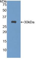 Anti-S15 Oligopeptide (S) Tag Polyclonal Antibody