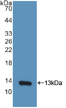 Active Interferon Gamma Induced Protein 10kDa (IP10)