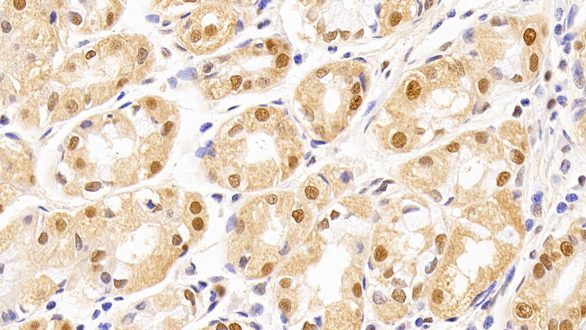 Anti-Proliferating Cell Nuclear Antigen (PCNA) Monoclonal Antibody