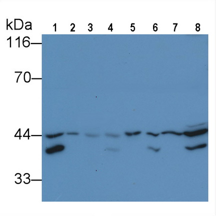Anti-Extracellular Signal Regulated Kinase 2 (ERK2) Monoclonal Antibody