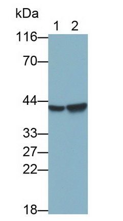 Anti-Beta Actin (ACTB) Monoclonal Antibody