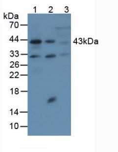 Anti-Actin Alpha 2, Smooth Muscle (ACTa2) Polyclonal Antibody