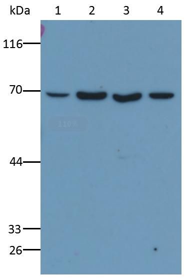 Anti-Lamin B1 (LMNB1) Monoclonal Antibody
