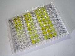 ELISA Kit for Anti-Mullerian Hormone (AMH)