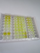 ELISA Kit for C-Peptide (CP)