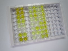 ELISA Kit for Brain Natriuretic Peptide (BNP)