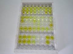 ELISA Kit for 8-Hydroxydeoxyguanosine (8-OHdG)