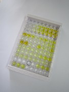 ELISA Kit for Amyloid Beta Peptide 1-40 (Ab1-40)