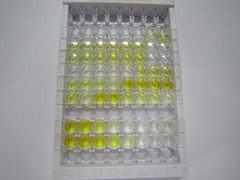 ELISA Kit for Gastric Inhibitory Polypeptide (GIP)