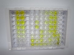 ELISA Kit for Cyanocobalamin (CNCbl)