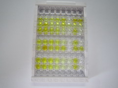 ELISA Kit for Amyloid Beta Peptide 1-42 (Ab1-42)