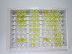 ELISA Kit for Proopiomelanocortin (POMC)