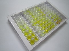 ELISA Kit for 5-Methyltetrahydrofolate (5-Me-THF)