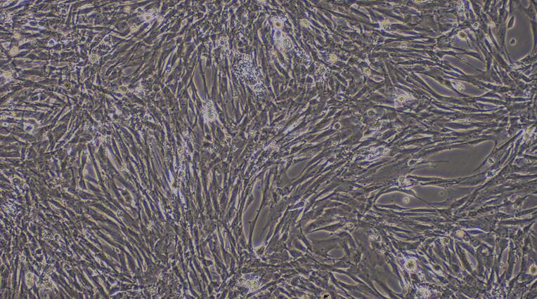 Primary Canine Aortic Endothelial Cells (AEC)