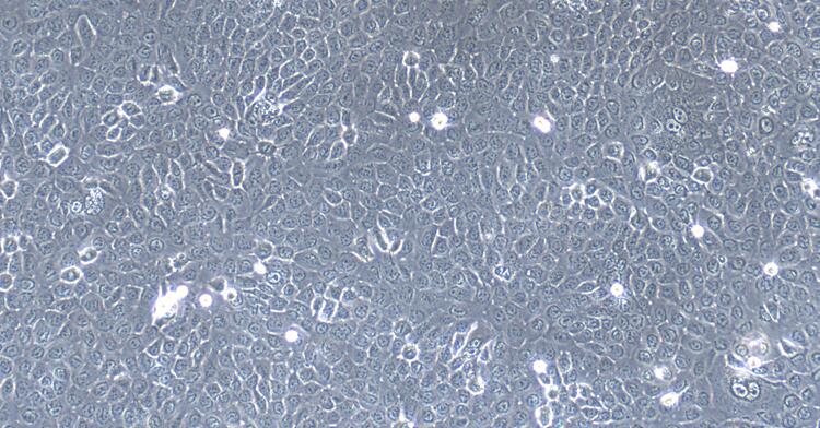 Primary Canine Bronchial Epithelial Cells (BEpiC)