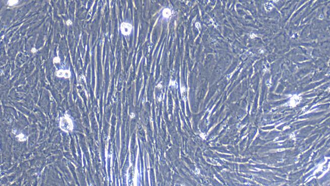 Primary Caprine Thymic Fibroblasts (TF)