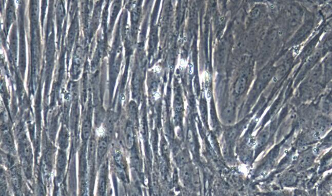 Primary Caprine Thymic Fibroblasts (TF)