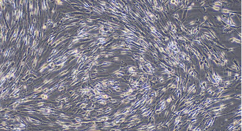 Primary Mouse Schwann Cells  (SC)