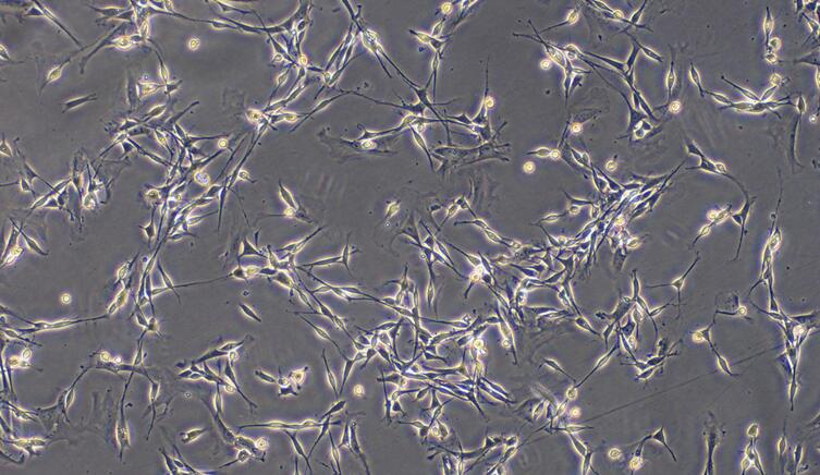Primary Rat Schwann Cells  (SC)