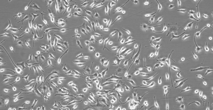 Primary Rat Microglia Cells (MC)