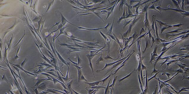 Primary Canine Skeletal Muscle Cells (SkMC)