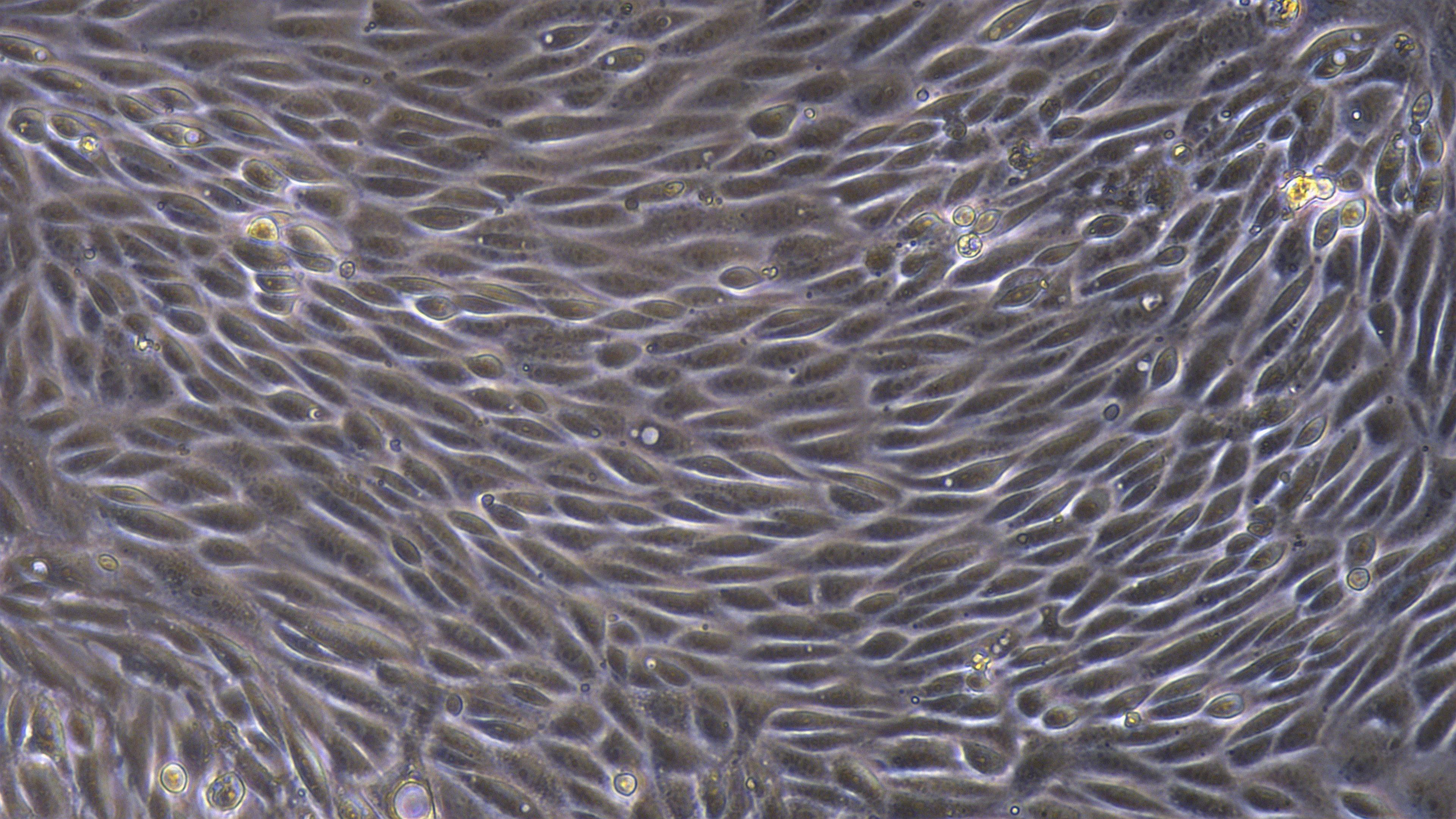 Primary Mouse Renal Cortical Epithelial Cells (RCEC)