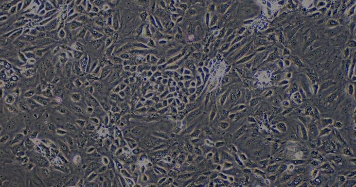 Primary Rat Renal Cortical Epithelial Cells (RCEC)