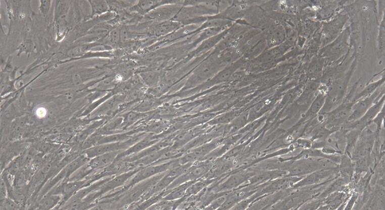 Primary Rat Tracheal Smooth Muscle Cells (TSMC)