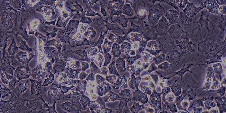 Primary Rabbit Bone Marrow-derived Mesenchymal Stem Cells (BMMSCs)