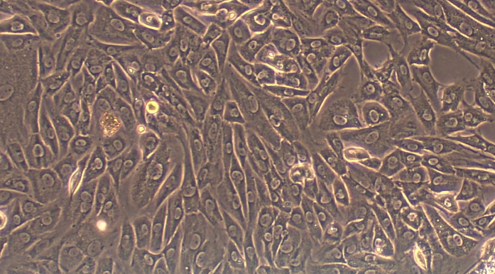Primary Rat Esophageal Epithelial Cells (EEC)