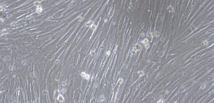 Primary Canine Esophageal Smooth Muscle Cells (ESMC)
