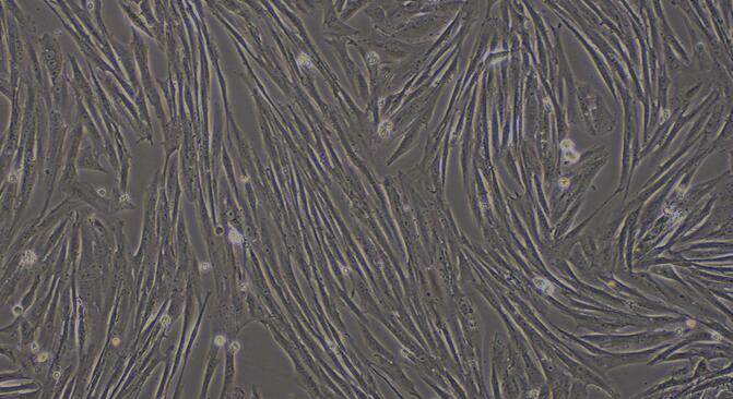 Primary Canine Sertoli Cells (SEC)