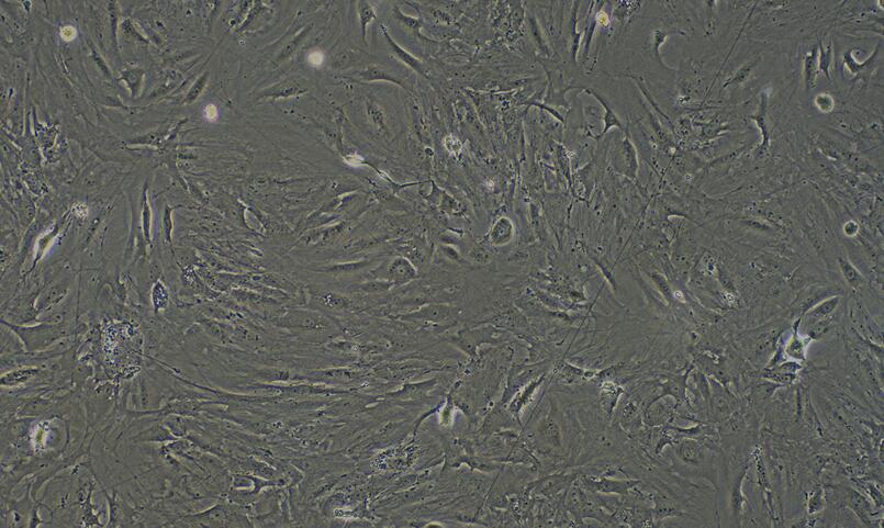 Primary Mouse Sertoli Cells (SEC)