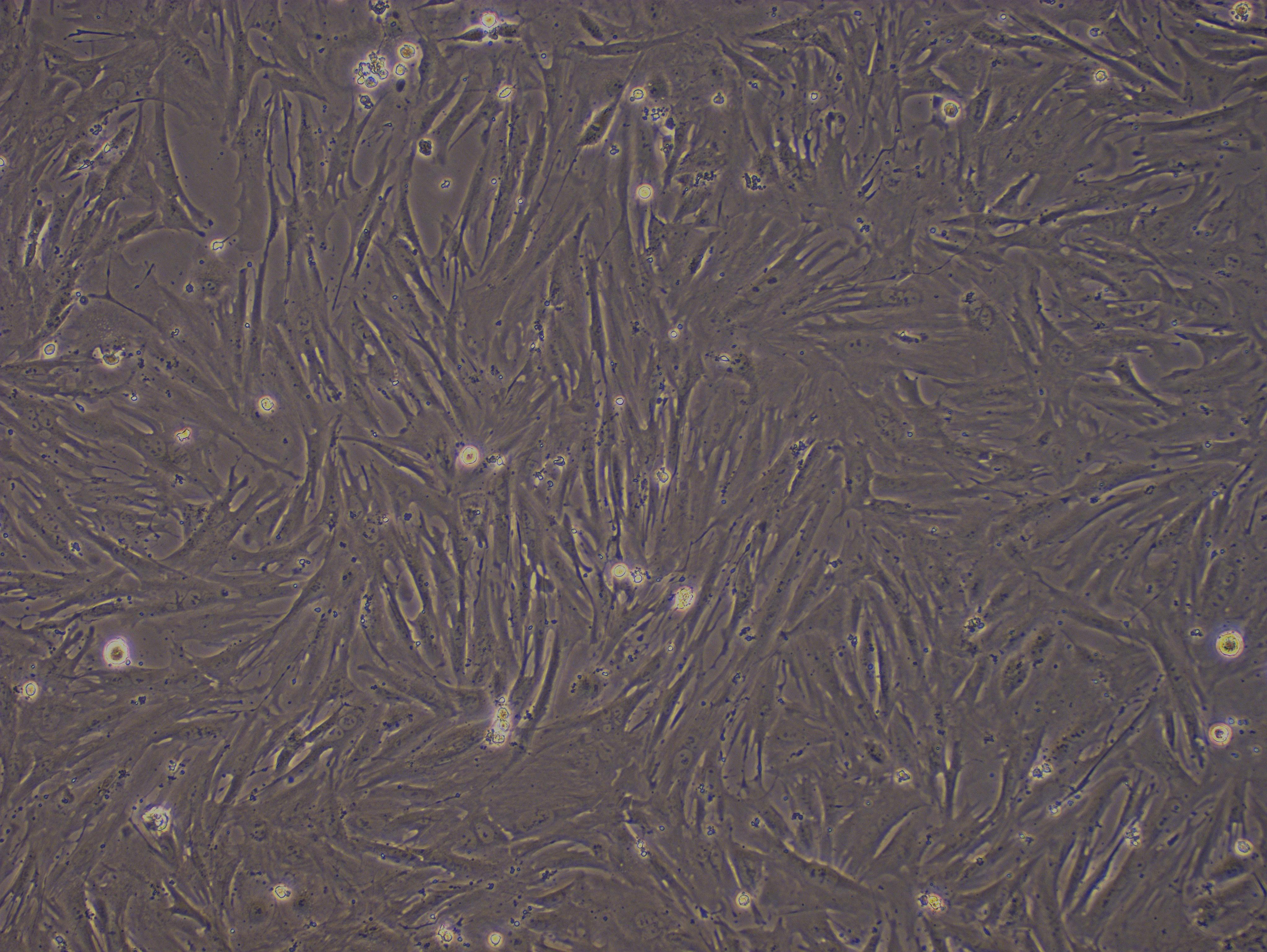 Primary Rabbit Sertoli Cells (SEC)