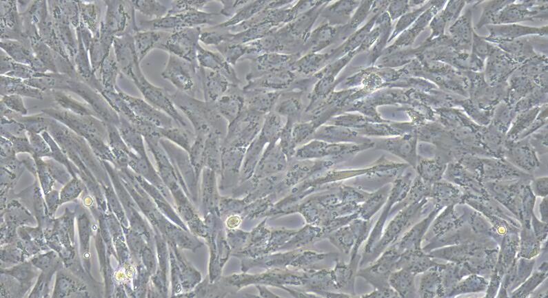 Primary Canine Nucleus Pulposus Cells (NPC)