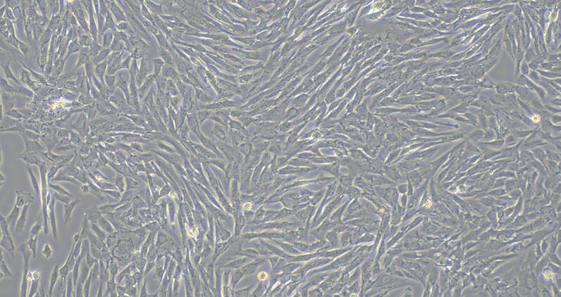 Primary Canine Nucleus Pulposus Cells (NPC)