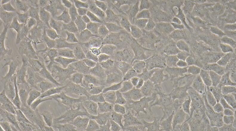 Primary Rat Nucleus Pulposus Cells (NPC)