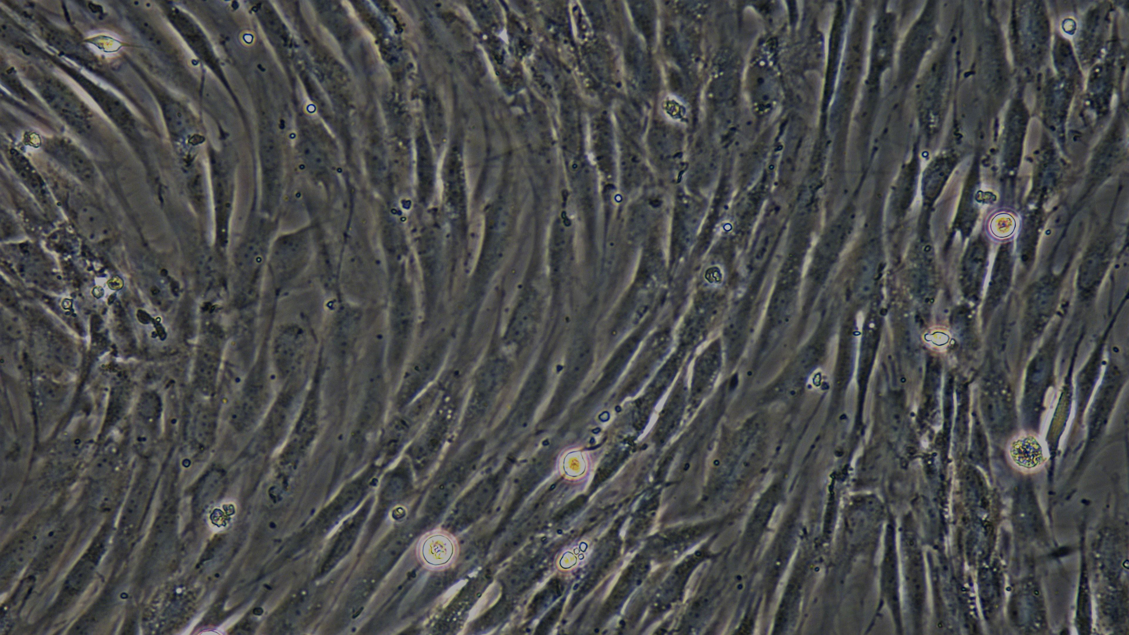 Primary Canine Synovial Cells (SYC)