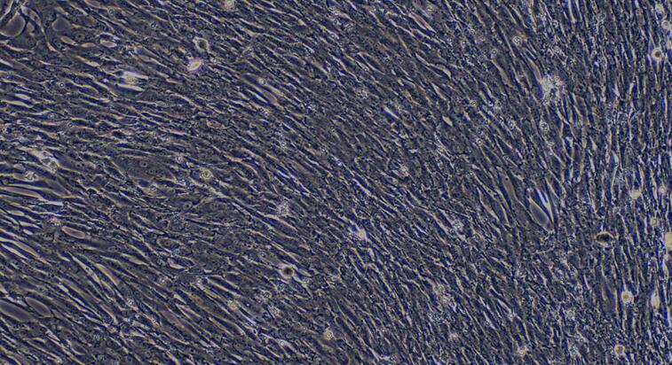 Primary Canine Aortic Smooth Muscle Cells (ASMC)