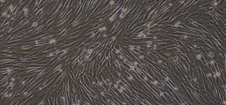 Primary Canine Spermatogonium Cells (SPC)