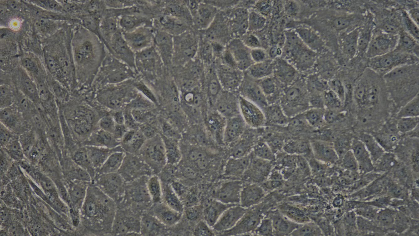 Primary Rabbit Spermatogonium Cells (SPC)